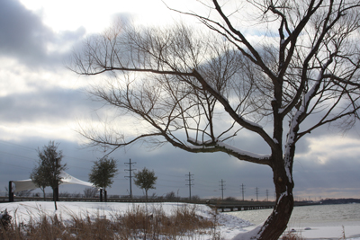 wintertreeweb